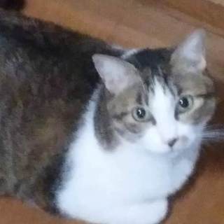 ルルちゃん♀(推定3～5歳)