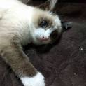 シャムミックス仔猫。スリスリ、ゴロゴロ。ふみふみ