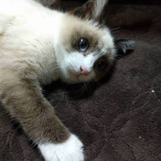 シャムミックス仔猫。スリスリ、ゴロゴロ。ふみふみ