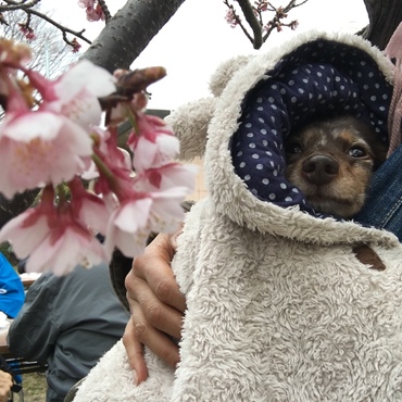 桜まつりに行ったけど、寒くて大変