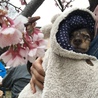 桜まつりに行ったけど、寒くて大変