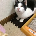 白黒★幸福のハチワレ★手術トイレしつけ済