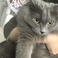 シャルル