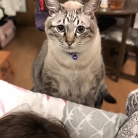 ミント
