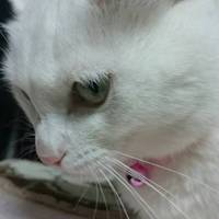 もも蔵