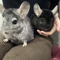 チンチラ オス 2匹の里親募集