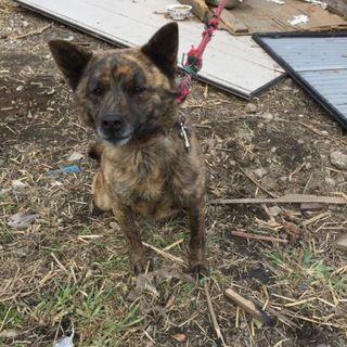 【至急】残土置き場に置き去りの甲斐犬５匹