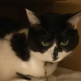 【クゥ】ハチワレのスリゴロ女子