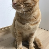 ぶんぶん