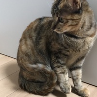 りんりん