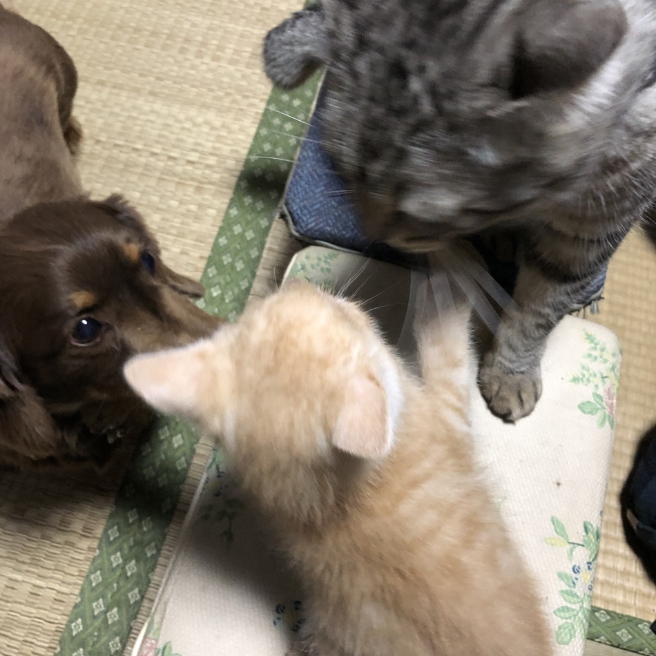 茶瑋(チャイくん)のカバー写真