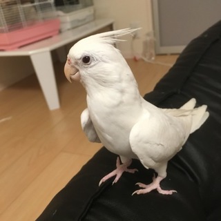 オカメインコの里親さん募集中します！