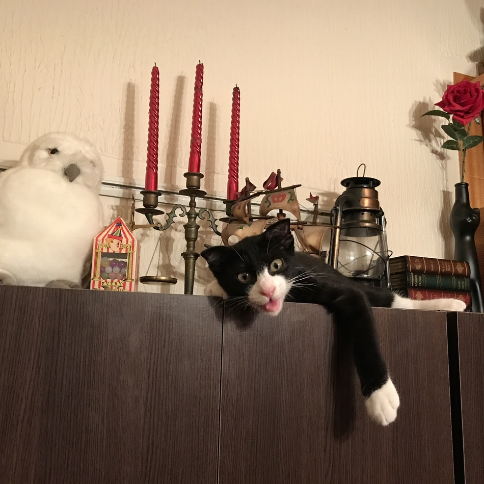 LOKI（ロキ）のカバー写真