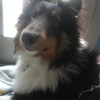 【里親決定しました】元気いっぱいシェルティ男の子