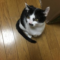 夏目ちゃん