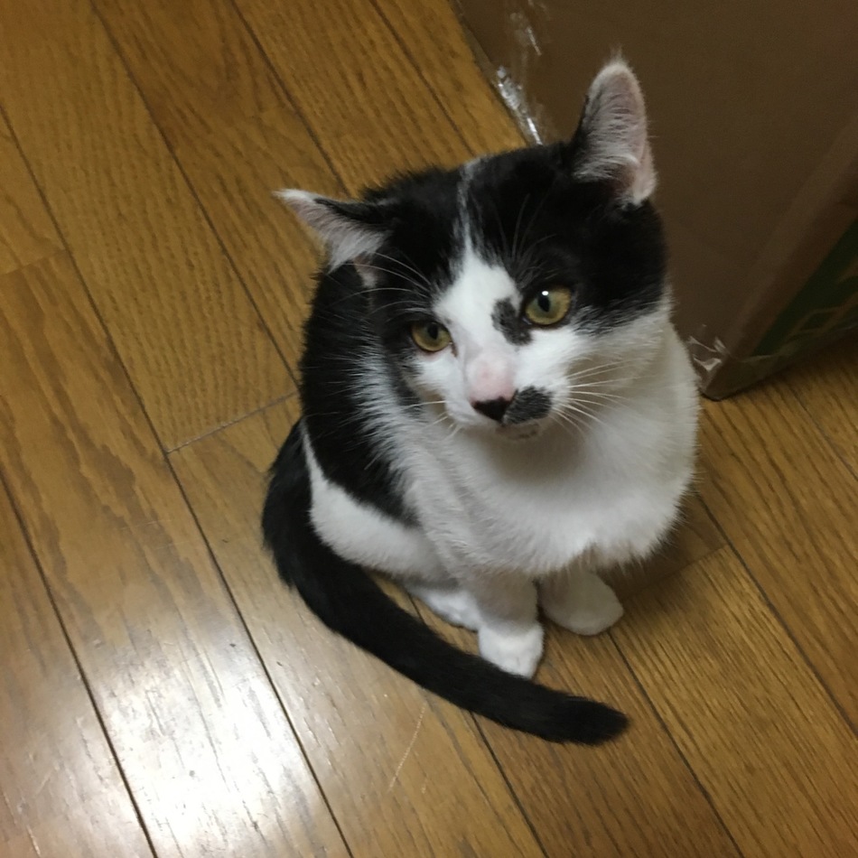 夏目ちゃんのカバー写真