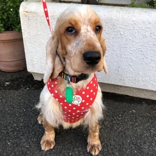 イングリッシュ・コッカ―・スパニエルのナオミちゃん