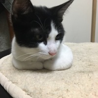 パンダちゃん