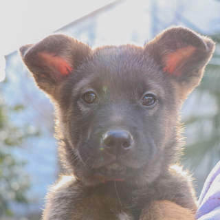 野犬の仔犬　ジン君☆