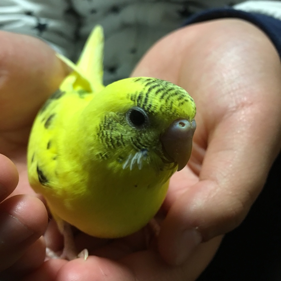 ちこのカバー写真