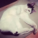 猫のみーたの家族になってくださる方募集します