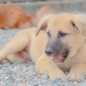 野犬の優しいボブくん!！