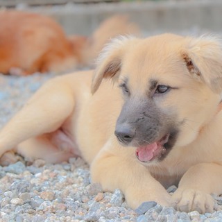 野犬の優しいボブくん!！
