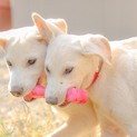 聞き分け抜群！野犬のジェリー君