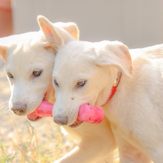聞き分け抜群！野犬のジェリー君