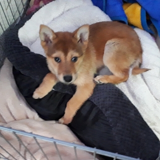 センターから保護しました。雑種仔犬②びい助