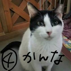 新宿御苑前で猫の譲渡会❤️やります。