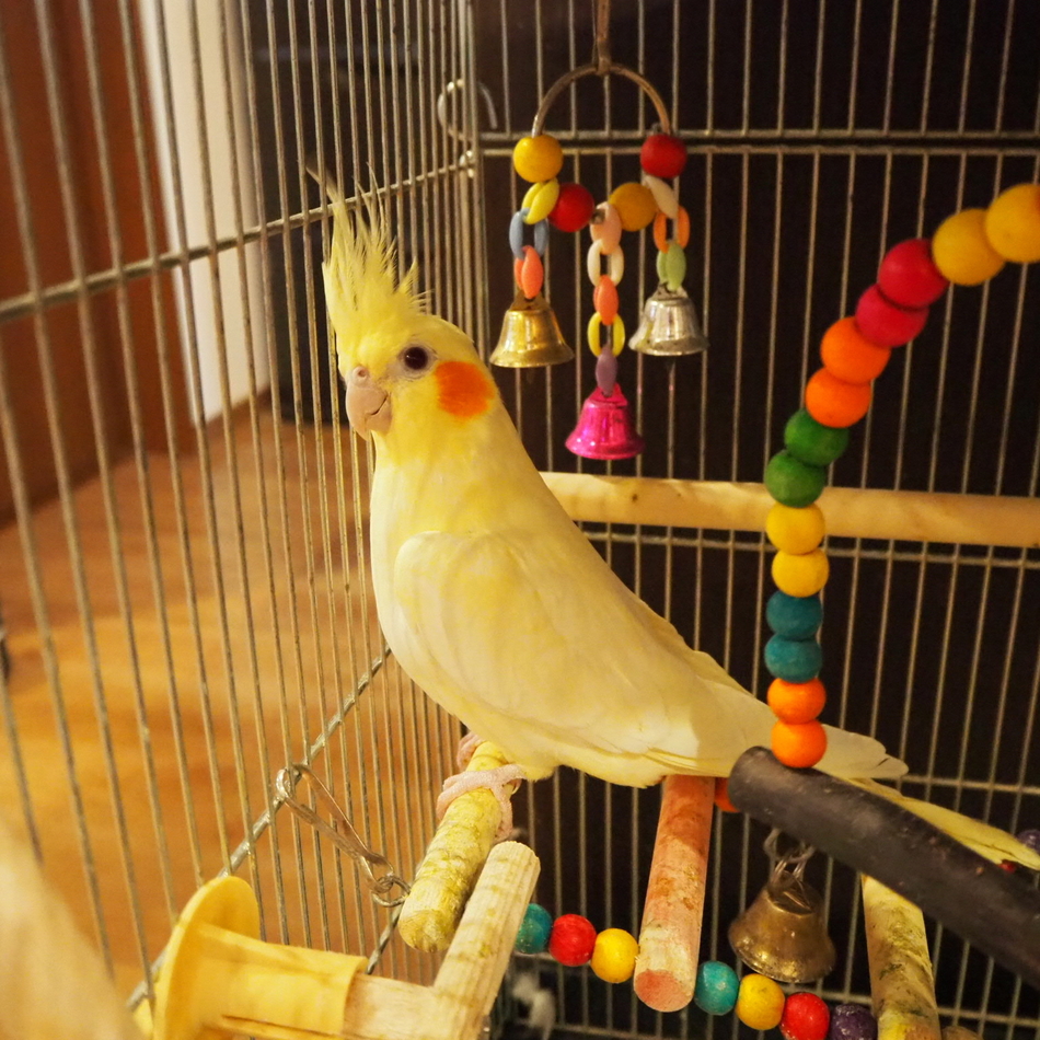 LUNAのカバー写真