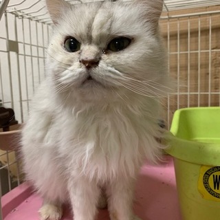 チンチラぺルシャ（♀）10才
