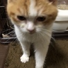 きなこ餅