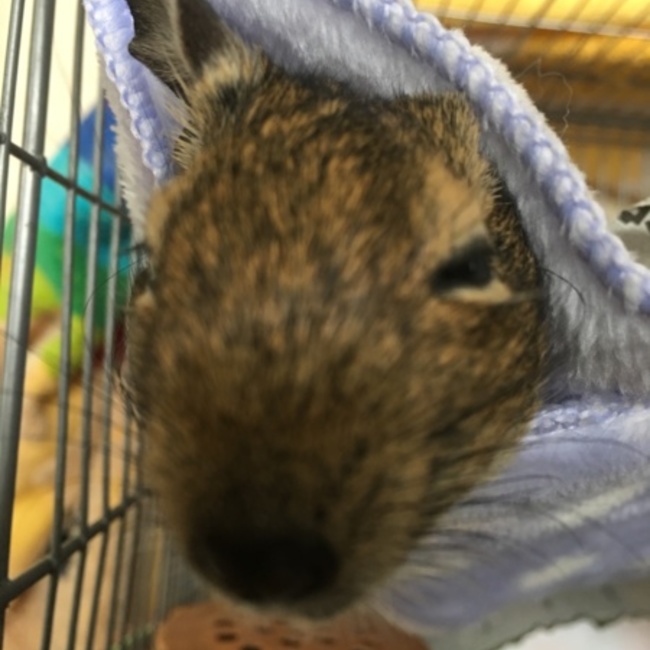 ゆきなつのカバー写真