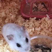 モフ