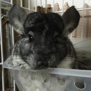 チンチラノーマル男の子【再掲載】