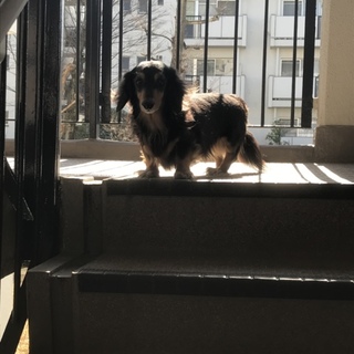 里親探してます