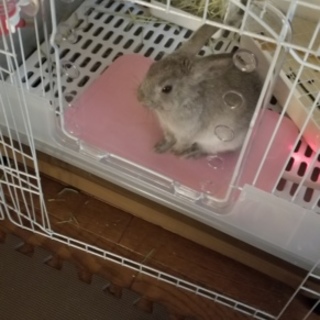 うさぎの女の子