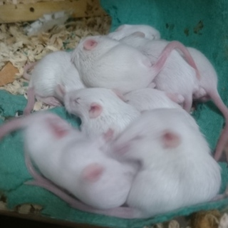 マウスベビー里親決まりました。