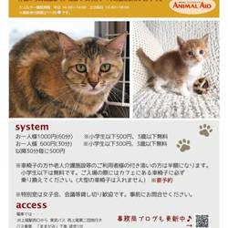 上尾市で365日年中無休!譲渡会&保護猫カフェ