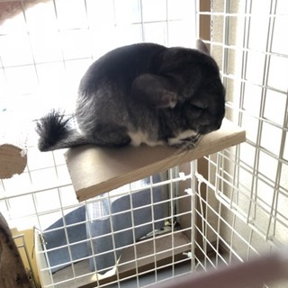 チンチラ♀