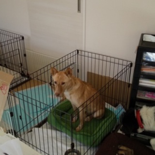 怖がりさん中型の女の子