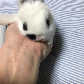 H31.1.1 元旦生まれました。三羽募集です