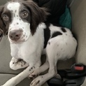 ブリタニースパニエルの子犬です。