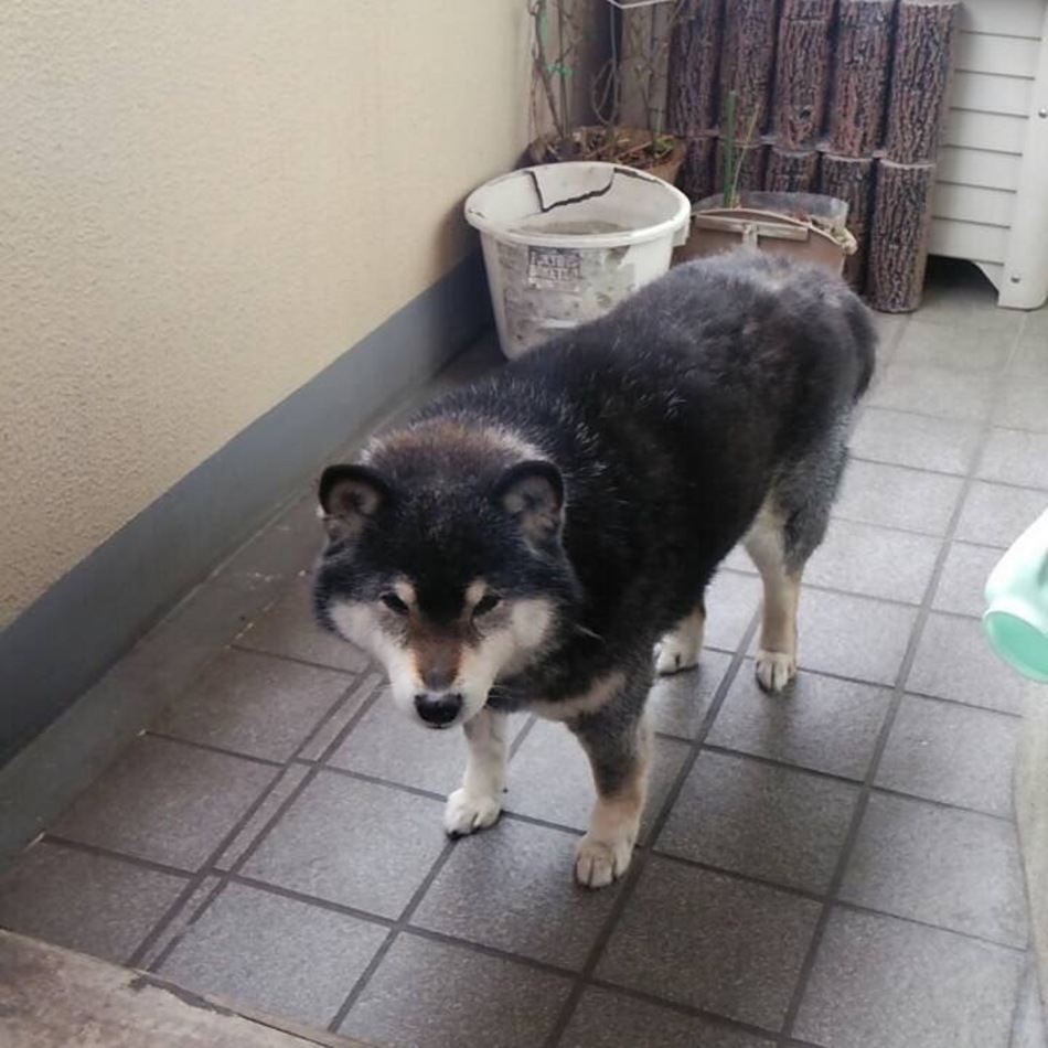 ゴンのカバー写真