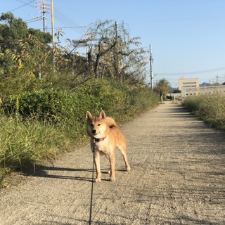 純血柴犬