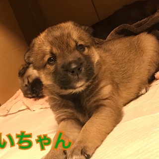 コロコロ 1カ月 しいちゃん