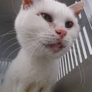 とても元気になりました。収容期限2/15朝迄