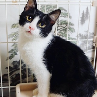 沖縄より募集/スリゴロのハチワレ子猫